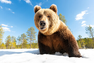 Big male brown bear closeup on snow