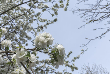 Blooming fruit trees in spring garden