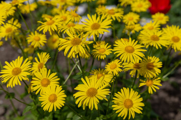 Yellow daisies in spring