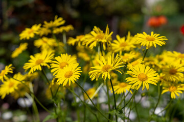 Yellow daisies in spring