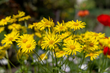 Obraz premium Yellow daisies in spring