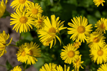 Yellow daisies in spring
