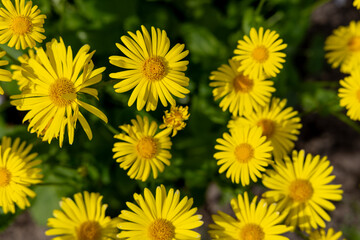 Yellow daisies in spring