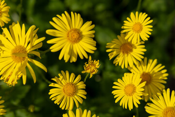 Yellow daisies in spring