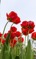 Red tulips in the spring garden