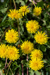 Yellow dandelions in spring