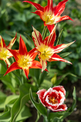 Red tulips in the spring park