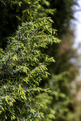 Green branches on an evergreen tree