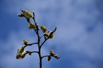 blooming willow in the spring against the background of the sky with clouds
