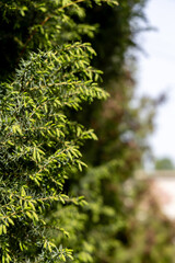 Green branches on an evergreen tree