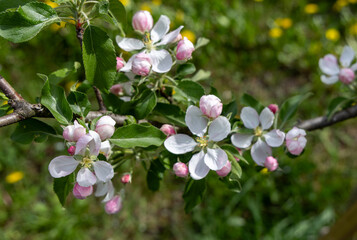 Blooming fruit trees in spring garden