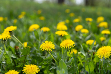 Yellow dandelions in spring