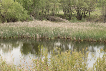 water, lake, nature, landscape, river, tree, forest, reflection, pond, green, grass, sky, park, trees, summer, spring, mirror, autumn, blue, shore, natural, swamp, outdoor, marsh