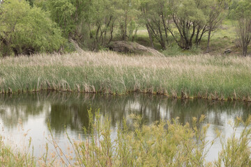 water, lake, nature, landscape, river, tree, forest, reflection, pond, green, grass, sky, park, trees, summer, spring, mirror, autumn, blue, shore, natural, swamp, outdoor, marsh