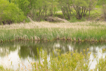 water, lake, nature, landscape, river, tree, forest, reflection, pond, green, grass, sky, park, trees, summer, spring, mirror, autumn, blue, shore, natural, swamp, outdoor, marsh