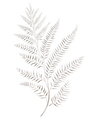 Lace fern, Hand drawn wedding card
