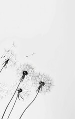 a dandelion on black and white background