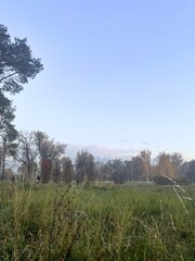 A Peaceful Meadow With A Forest In The Distance