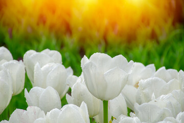 White tulips with water droplets in Sunset. Close up shot of white tulip in Emirgan Park. White...
