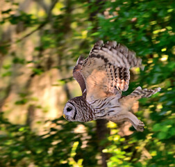 owl in flight