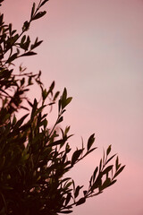 Close up branch of leaves on sunset pink sky background.
