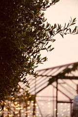 Close up branch of leaves on the background of sunset pink sky in the background a greenhouse with lights.