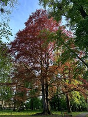 The old red tree in the park 