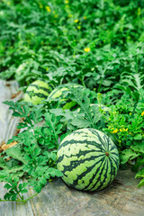 Fresh watermelon fruit in watermelon fields. Ripe watermelon in plantation. Selective focus.