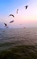 seagulls around
