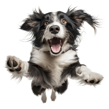 A cute Border Collie dog is jumping up in the air with its paws out in front of it.