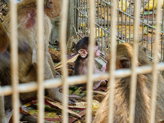 Monkey in a cage behind bars. Wild life animal.Macaca fascicularis