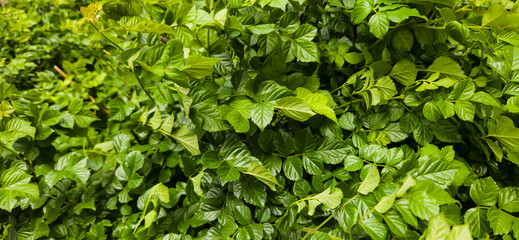 Green leaves detailed garden background 