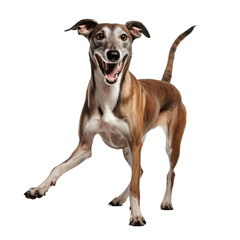 A brown and white dog with a long snout is standing on its hind legs with a happy expression on its face.