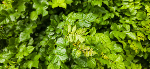 Green leaves detailed garden background 