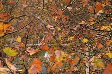 red and yellow maple leaves after rain in autumn