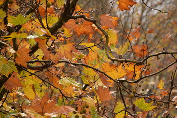 autumn leaves on a tree