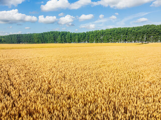 Aerial view of ripe wheat fields on the farm. autumn harvest season.