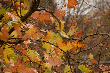 autumn leaves on a tree