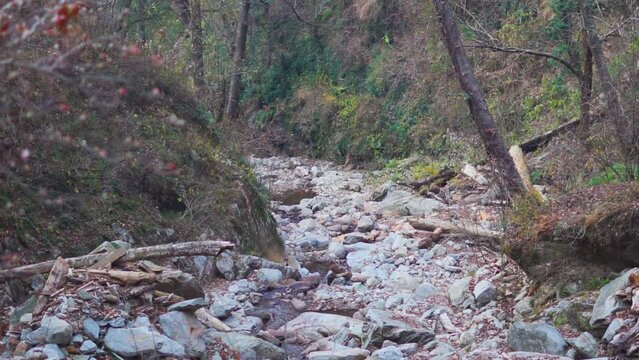 Small dried up water stream running through the forest during the winter season at Shangarh in Sainj Valley, Himachal Pradesh, India. Water stream inside the forest with broken fallen trees around it.