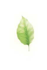 Fototapeta premium A single, vibrant green leaf, delicately placed against a white background, showcasing its detailed vein structure and the subtle gradation of its color, emphasizing its natural elegance and simplicit