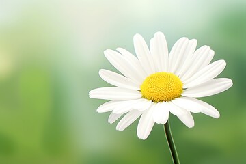 Obraz premium Craft a digital masterpiece of a white daisy blooming against a lush green backdrop, using photorealistic techniques to create a stunning, vibrant image that symbolizes purity and new beginnings. cart