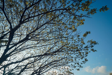 beautiful blue sky with tree