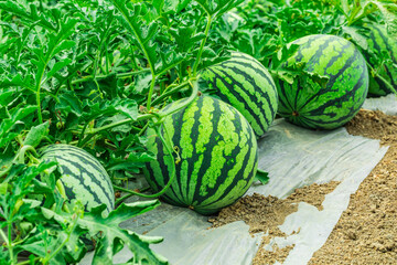 Fresh watermelon fruit in watermelon fields. Watermelon harvest season in summer.