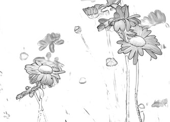 Daisy flower, daisies close view floral background . Pencil sketch drawing illustration