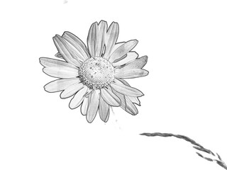 Daisy flower, daisies close view floral background. Single flower. Pencil sketch drawing illustration
