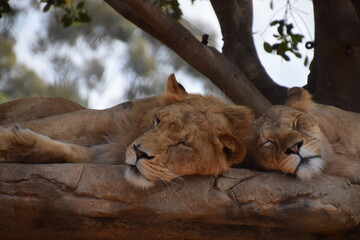 lion cub resting