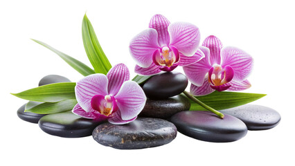 Fototapeta na wymiar Three pink orchids and black stones close up. isolated on Transparent background.