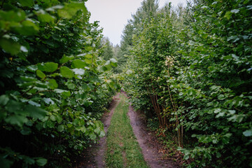 Fototapeta premium Dobele, Latvia - August 18, 2023 - Narrow path cutting through dense green foliage in a forest.