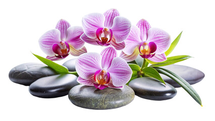 Three pink orchids and black stones close up. isolated on Transparent background.