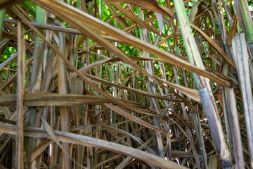 sugarcane sugar cane farm plantation, harvest agriculture food production, Queensland Australia, natural sweet nutrition energy diet intake